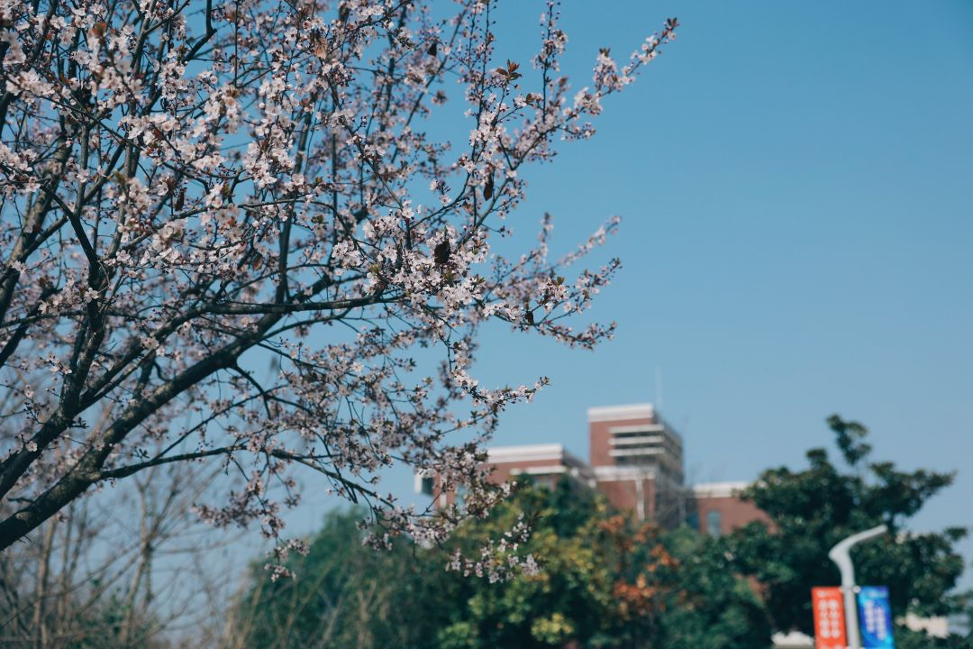 看这一树一树的花开，科一春来，你也来。(图3)