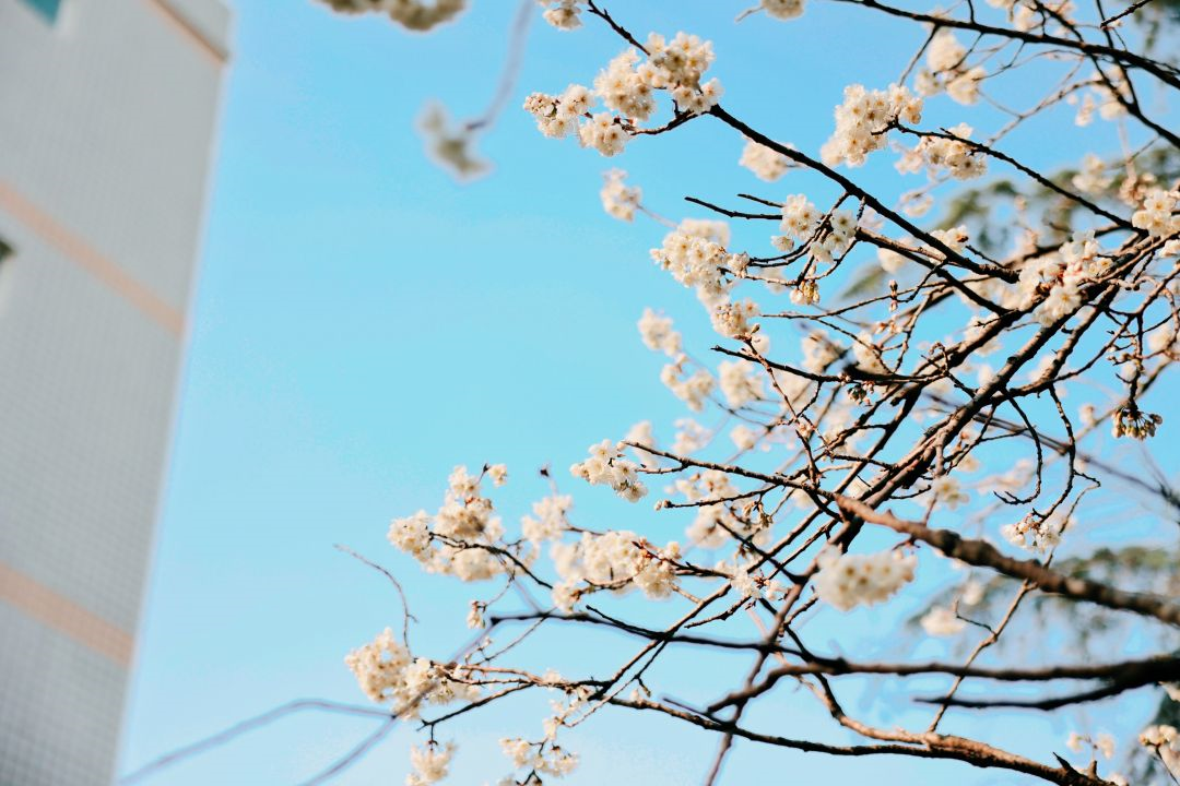 看这一树一树的花开，科一春来，你也来。(图24)