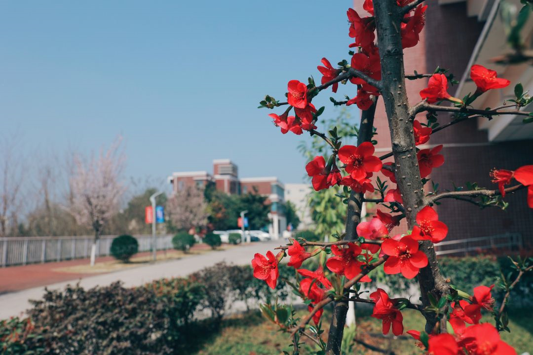 看这一树一树的花开，科一春来，你也来。(图23)