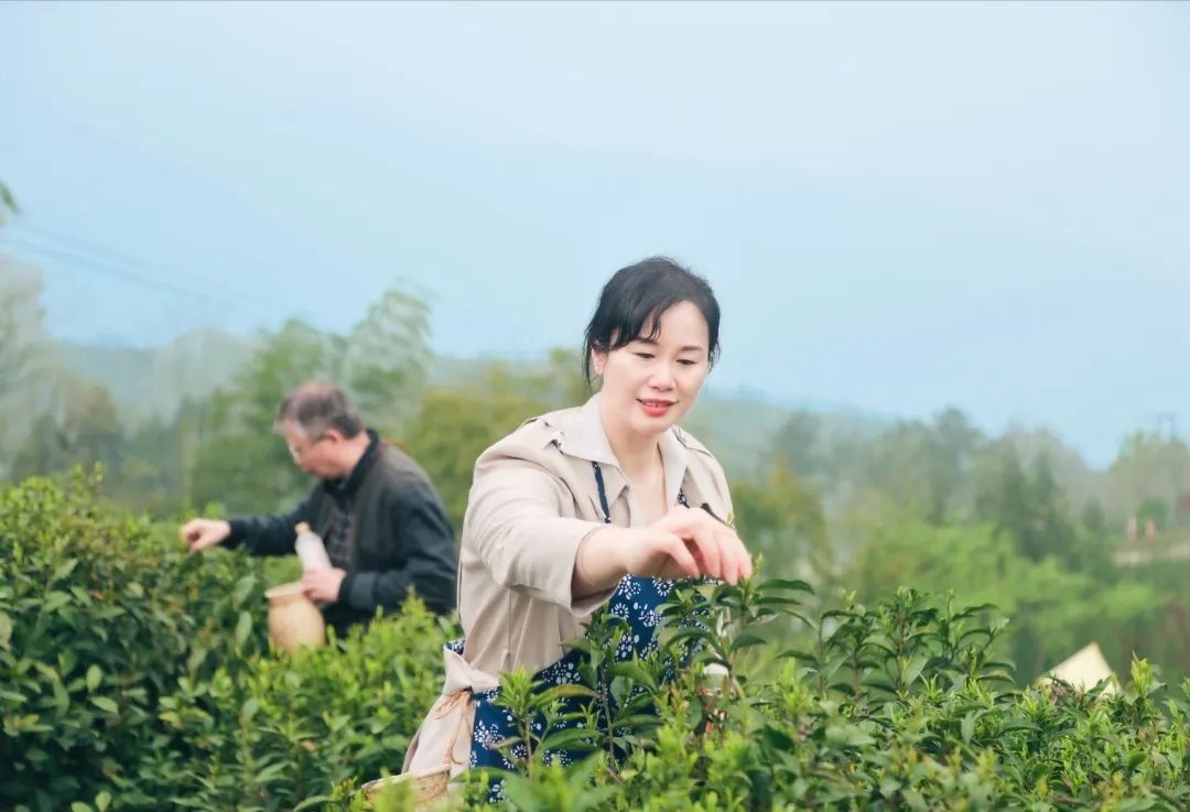 踏青寻春，采茶品茗，悦享劳动，拾趣生活——科学城一中组织教职工2023年春季研学活动(图6)