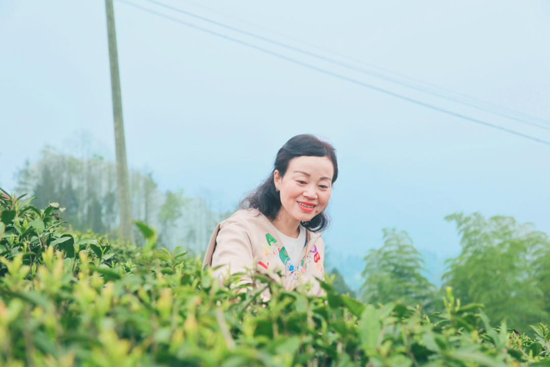 踏青寻春，采茶品茗，悦享劳动，拾趣生活——科学城一中组织教职工2023年春季研学活动(图7)