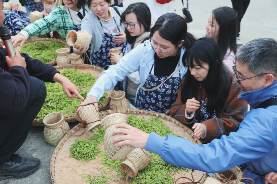 踏青寻春，采茶品茗，悦享劳动，拾趣生活——科学城一中组织教职工2023年春季研学活动(图9)