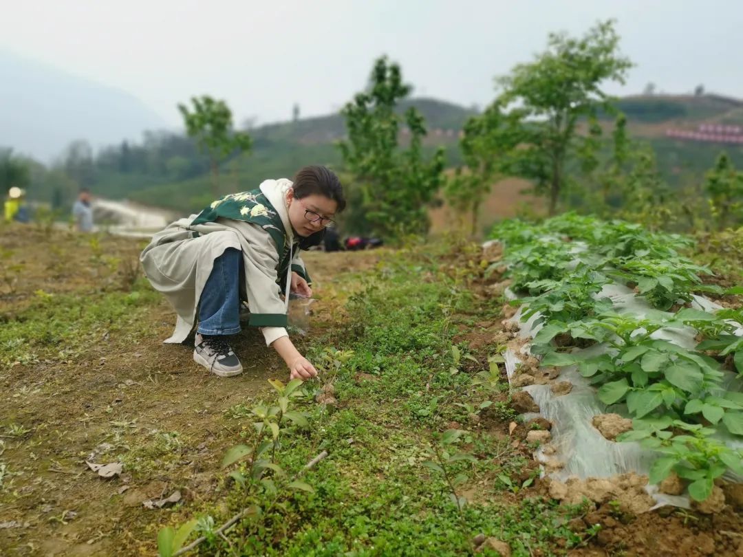 踏青寻春，采茶品茗，悦享劳动，拾趣生活——科学城一中组织教职工2023年春季研学活动(图17)